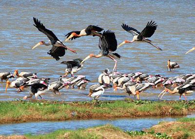 Storks feeding across the shallow lagoon waters