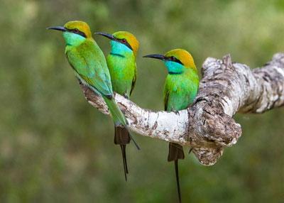 Green bee-eaters resting along the canal