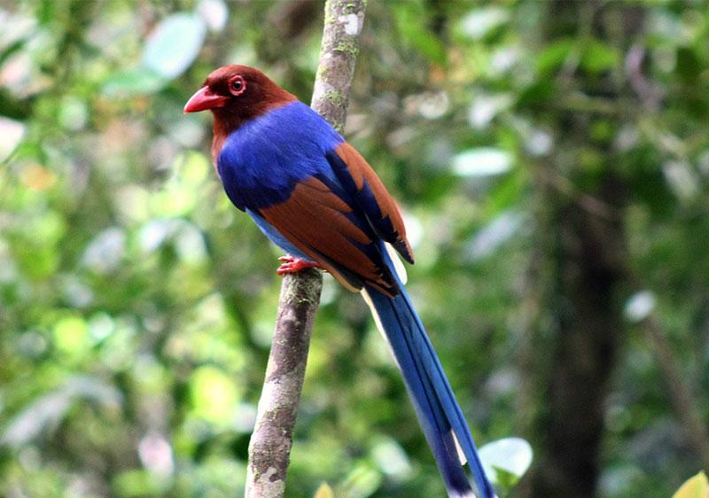 The Sri Lanka Blue Magpie, a local favourite